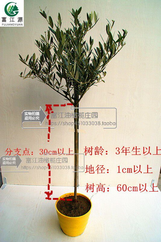 油橄榄树苗盆景3年龄小绿植庭院室内客厅阳台棒棒糖小型真植物
