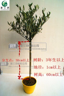 树苗盆景年龄小绿植庭院室内客厅