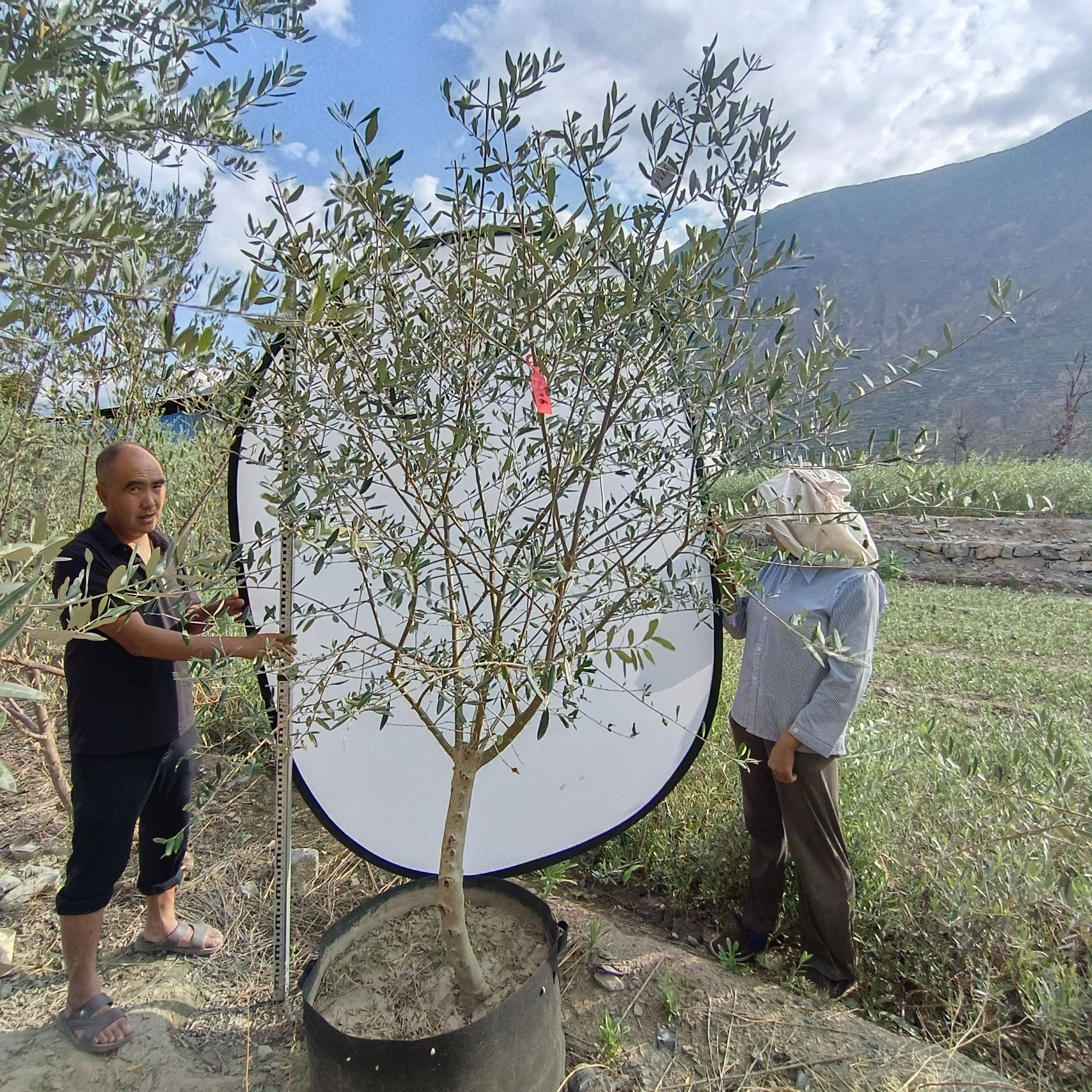 一物一拍油橄榄树盆栽绿植西班牙高级灰北欧植物庭院大型景观树