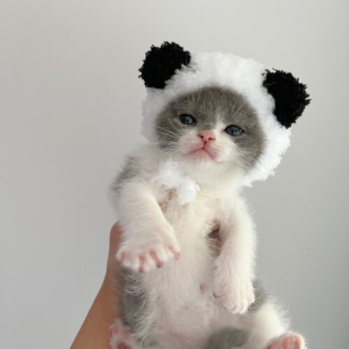 太乖了吧！小奶猫咪头套熊猫帽子小奶兔宠物可爱迷你头饰