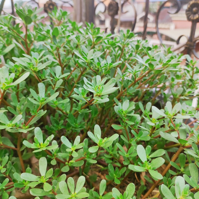 四川新鲜现摘马齿苋菜五行菜马蜂菜长寿菜瓜子菜老鼠耳野菜
