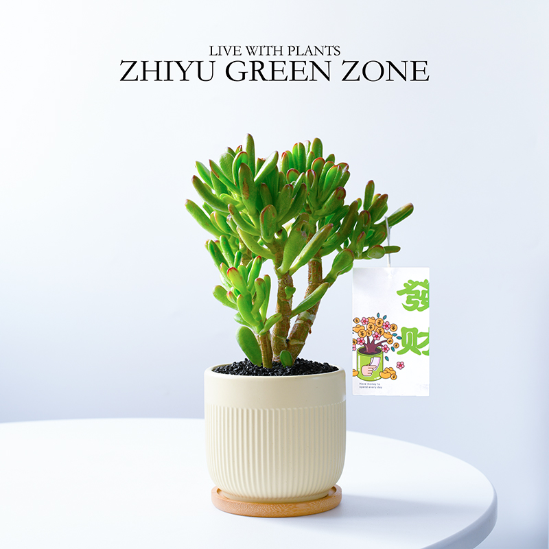 吸财树多肉植物老桩招财发财绿植