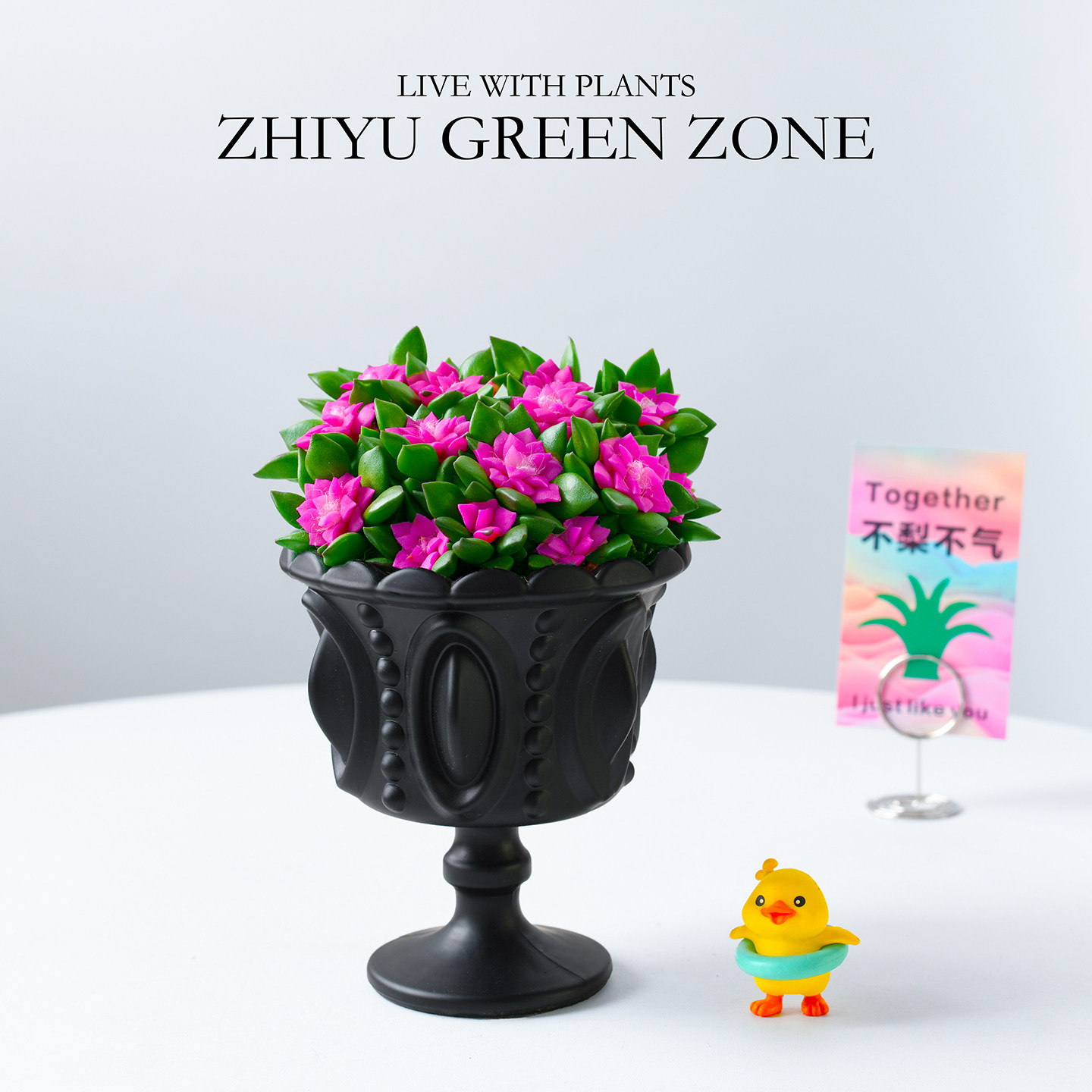 吹雪之松多肉植物创意盆栽生日毕业礼物办公室绿植礼品幼儿园肉肉