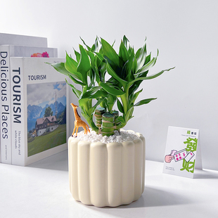 富贵竹室内绿植净化空气桌面好养四季 常青转运竹北欧解压懒人盆栽