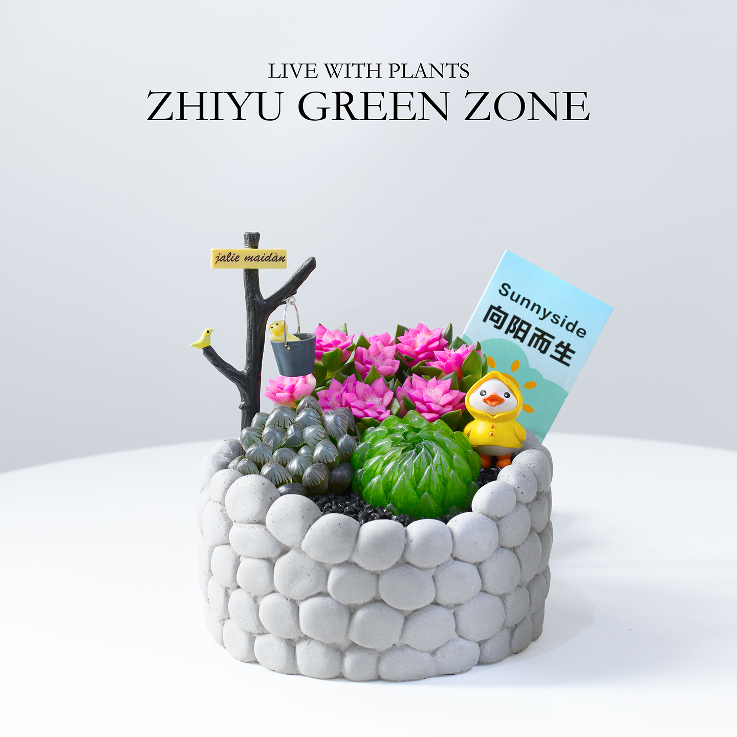 多肉植物玉露粉色组合盆栽礼物