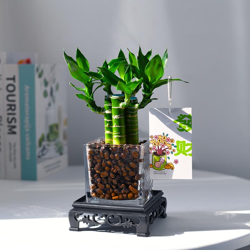 4支文昌竹办公室内转运发财绿植