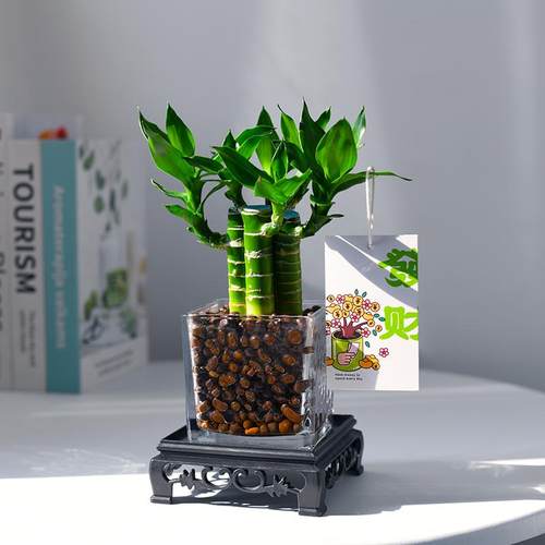 4支文昌竹办公室内转运发财绿植