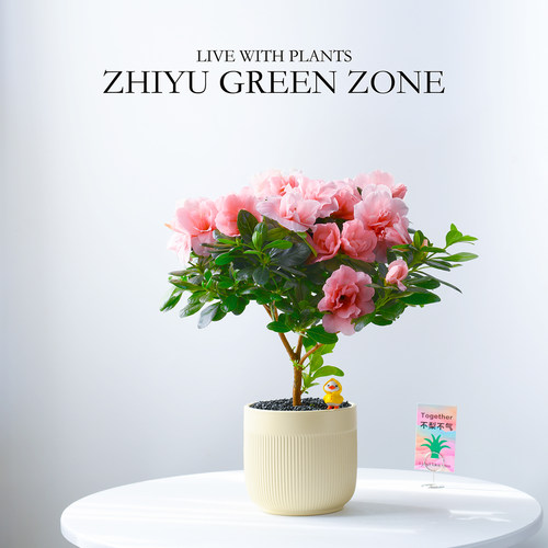 杜鹃花工位盆栽好养绿植创意礼物