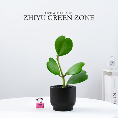 心叶球兰多肉植物心型情人节送礼