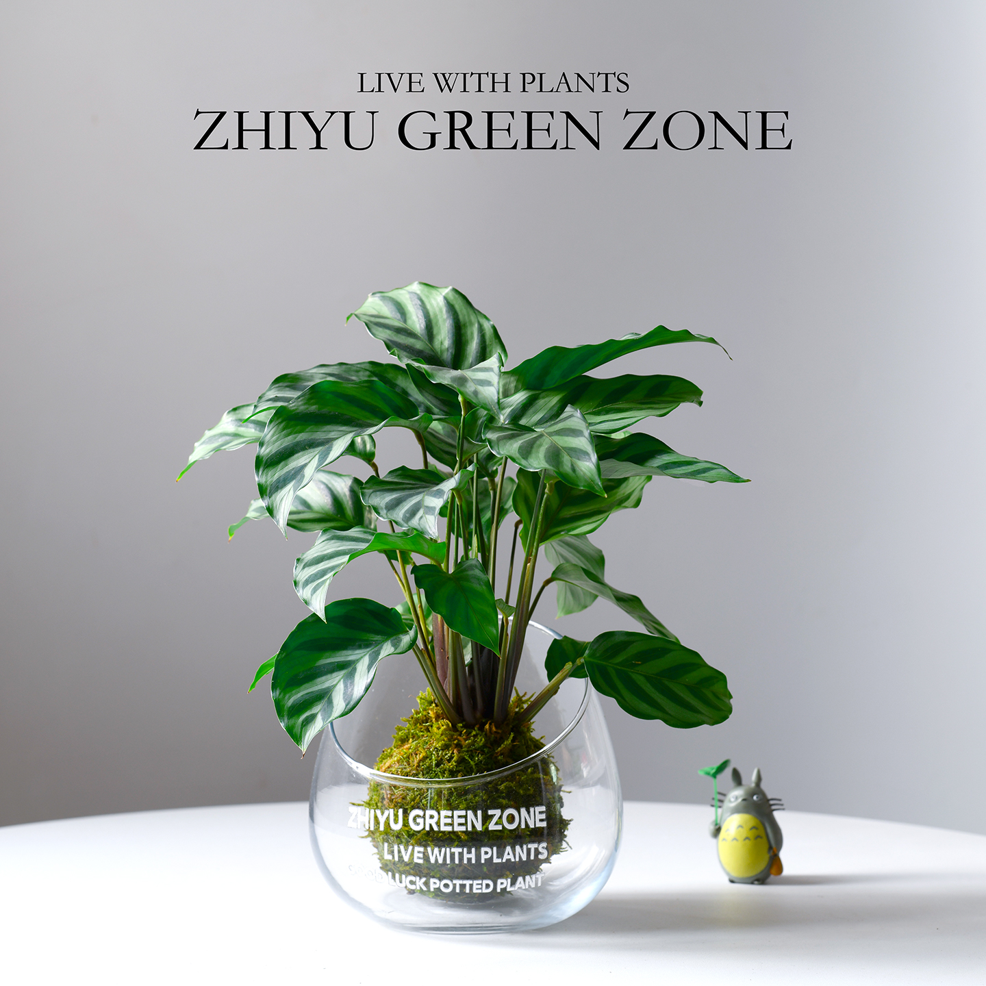 翠叶竹芋苔藓球室内好养工位绿植