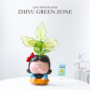 白如意盆栽创意卡通办公室内桌面好养工位绿植治愈系花卉伴手礼物