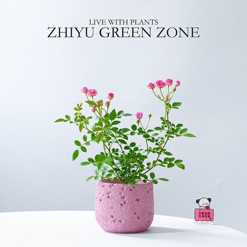 粉花姬月季盆栽新手好养绿植礼物