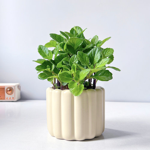 片仔癀草盆栽阳台降火气香草植物