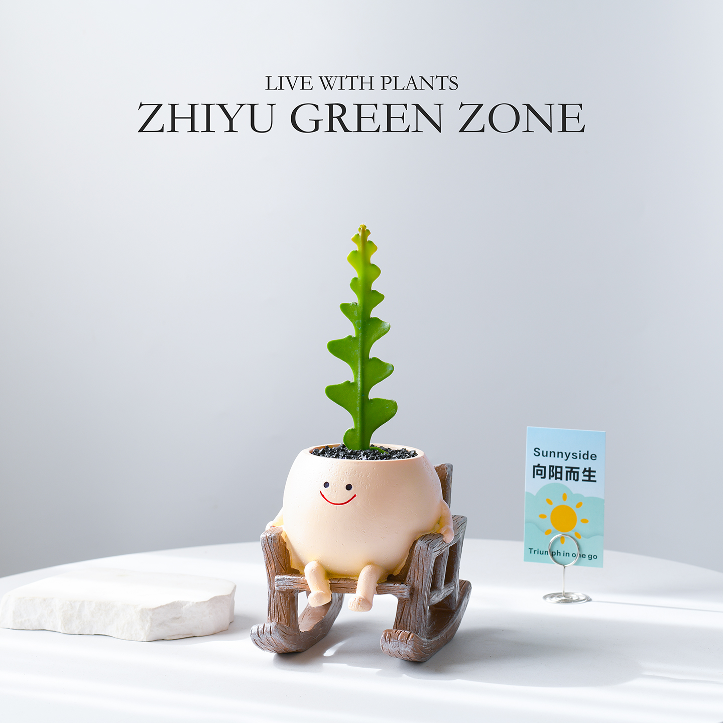 鱼骨令箭盆栽室内创意解压礼物