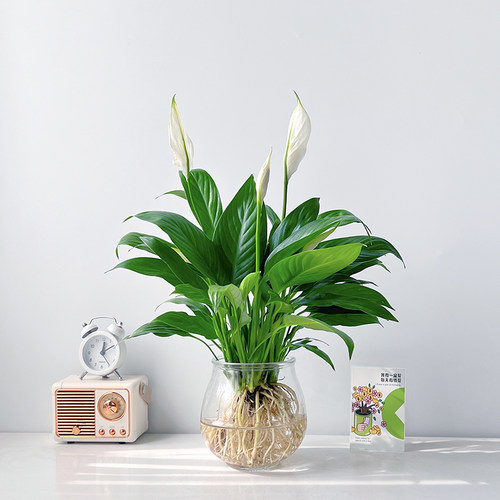 水养白掌办公室净化空气水培绿植