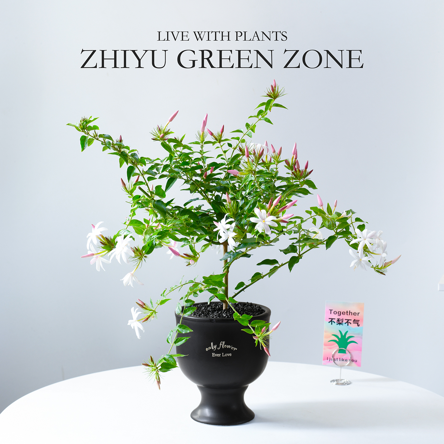 粉苞茉莉花盆栽办公室内绿植礼物