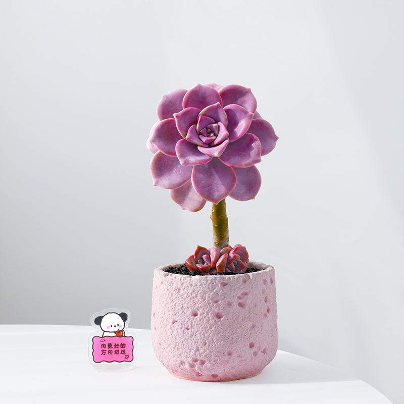 多肉植物紫乐粉色肉肉礼物吸甲醛