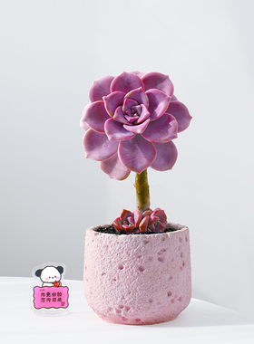 紫乐老桩多肉植物粉色肉肉桌面阳台好养新手绿植室内花卉盆栽礼物