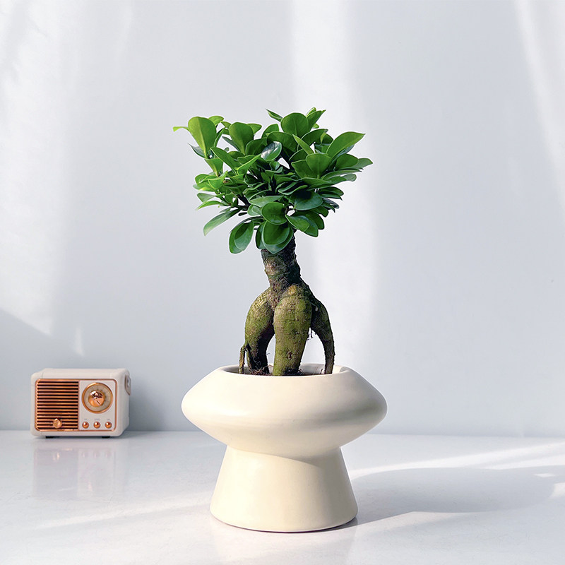 植域 小叶人参榕树盆栽室内茶几桌面小绿植造型老桩植物四季常青