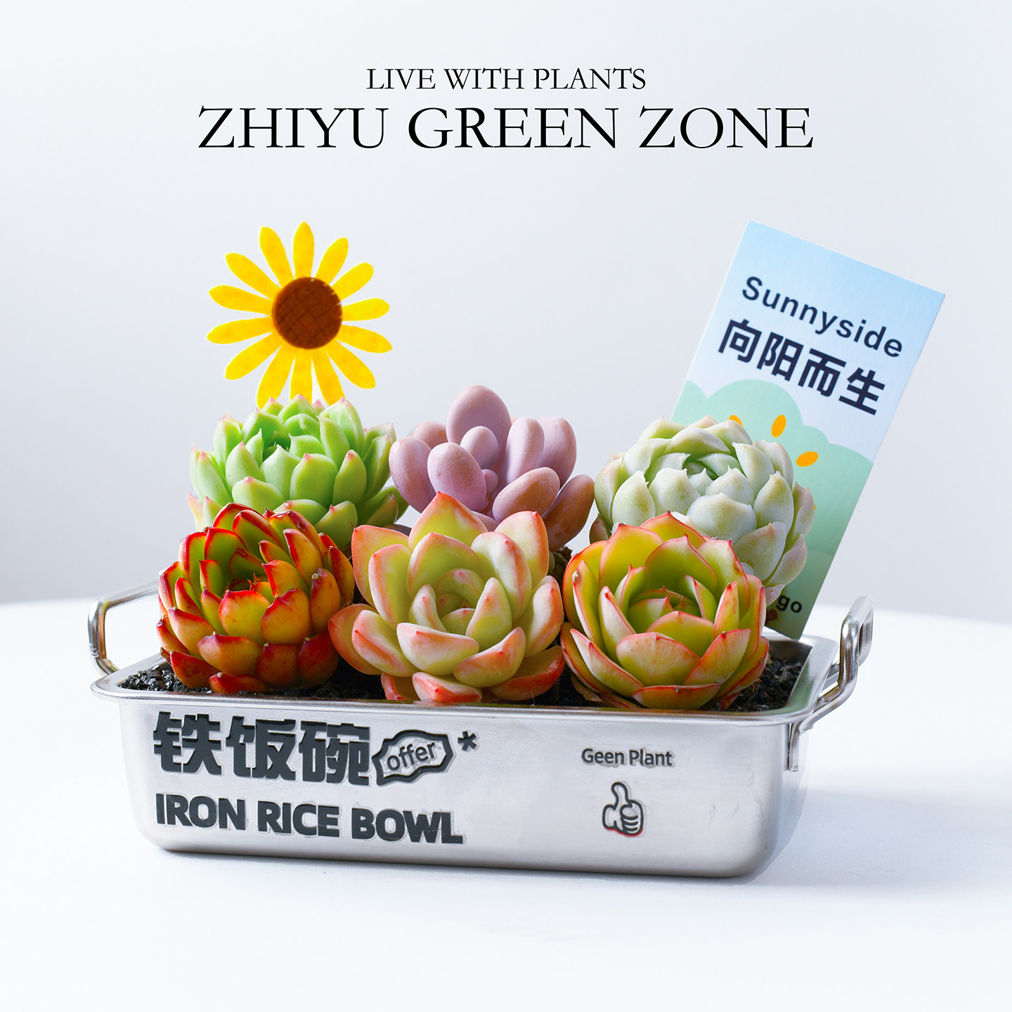 铁饭碗多肉植物创意盆栽生日毕业礼物办公室绿植礼品幼儿园萌肉肉