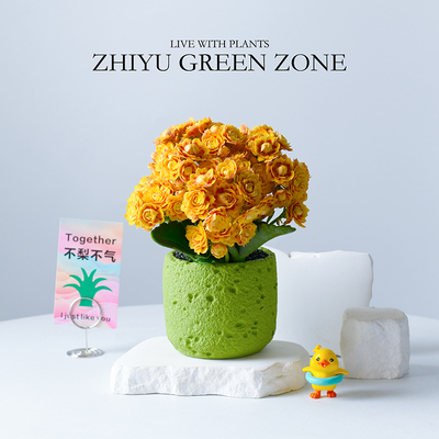 金色年华长寿花多肉植物桌面好养