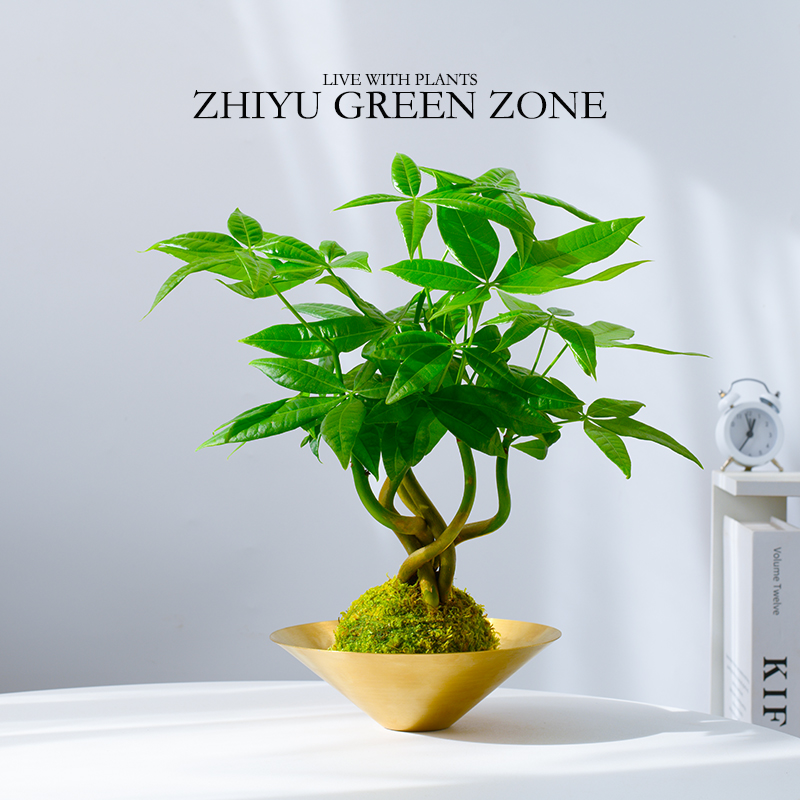 奇趣发财树苔藓球室内好养吸甲醛