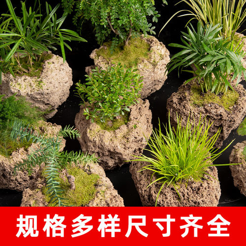 吸水石上水石水秀石批发零售