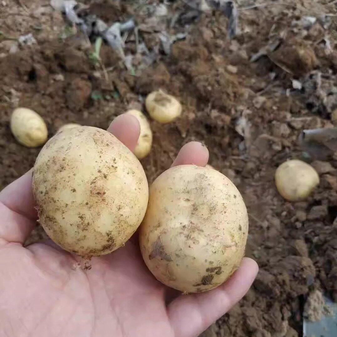 自然种植土豆现挖马铃薯自留种新鲜当季蔬菜可五斤包邮宝宝土豆泥