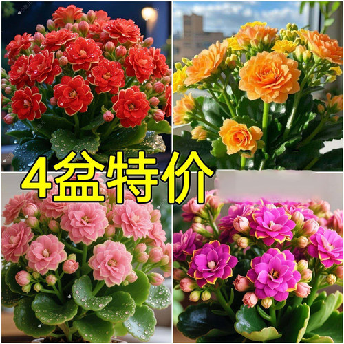 【四季开花】新品长寿花盆栽花卉