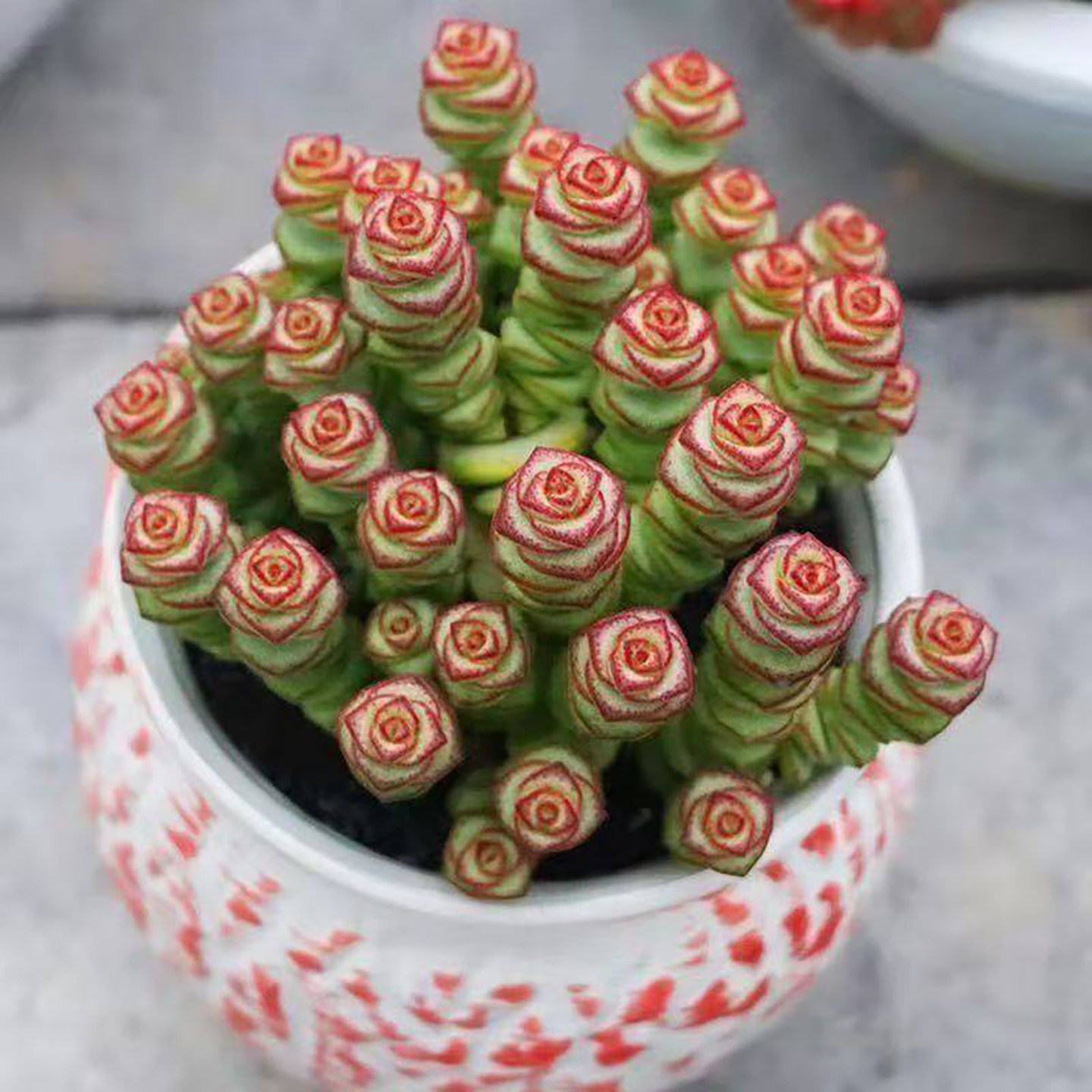 招财彩色钱串锦红心群生多头多肉植物新手好养阳台绿植肉绿植盆栽