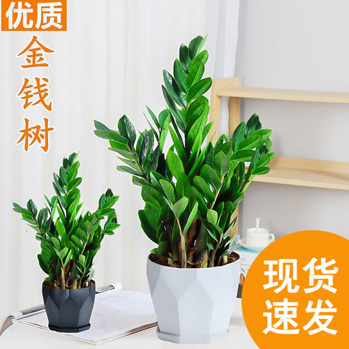 金钱树盆栽植物室内好养花卉客厅