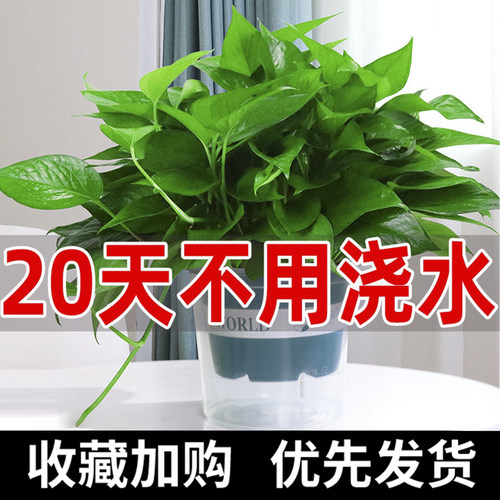 自动补肥吸水绿萝盆栽室内植物花