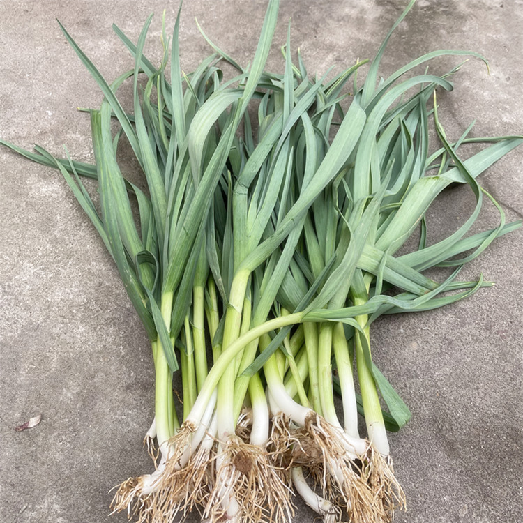 六安农家露天蒜苗青蒜香蒜