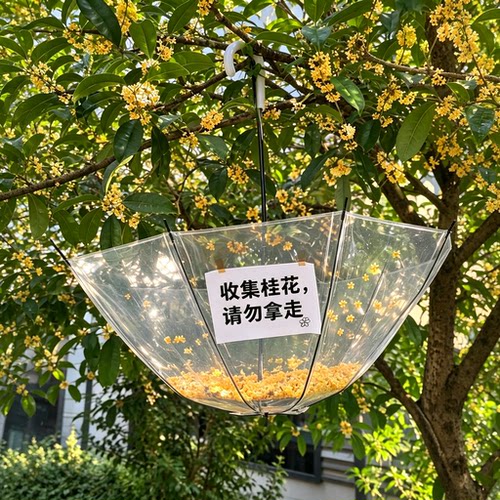 户外桂花收集神器挂树式雨伞