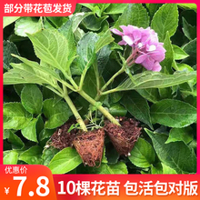 绣球花苗小苗10棵 云南直发 四季开花无尽夏室内阳台盆栽冬季耐寒