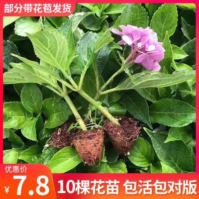 云南直发绣球花苗10棵阳台盆栽