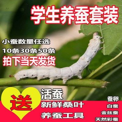 真活蛾子放飞幼虫蛹卵活体养殖宠物活物昆虫毛毛虫羽化蚕宝宝包邮