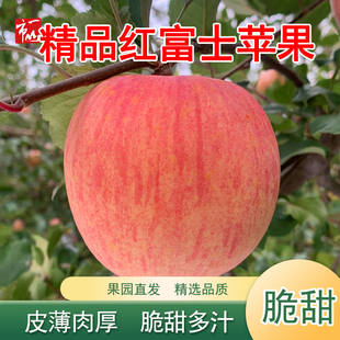 【一山一市】平陆杜马精品红富士苹果新鲜水果脆甜多汁果园直发