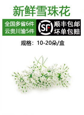 新鲜雪珠花 蕾丝花 白色小花酒店点缀装饰西餐日料摆盘冷菜蛋糕