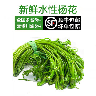 新鲜云南水性杨花菜海菜花新鲜蔬菜现摘大理特产洱海丽江野菜食材