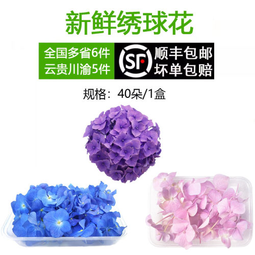 新鲜绣球花40花朵粉蓝紫三色任选酒店西餐摆盘烘焙不可食用