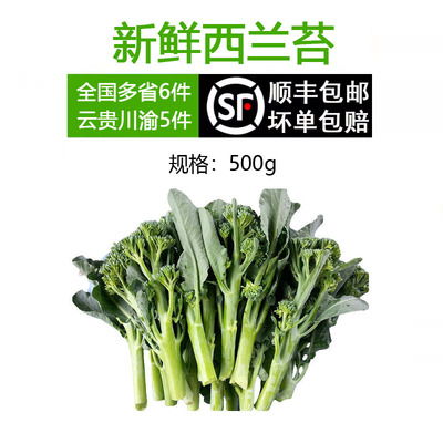 新鲜西兰苔时令蔬菜青花苔迷你小西兰花苔5件顺丰包邮