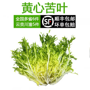 新鲜黄心苦叶苦菊生菜狗牙生菜九芽沙拉蔬菜顺丰包邮非青九