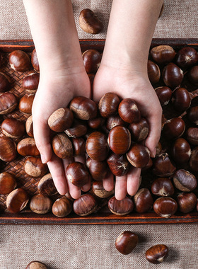 西沟七 迁西生板栗 正宗燕山野生油栗毛栗子散装生新鲜更香甜