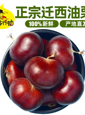 迁西生板栗正宗河北燕山生板栗油栗毛栗子新鲜板栗 生 新鲜散