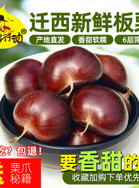 2025迁西生板栗生新鲜燕山油栗野生毛栗子大中小粒现摘粟5斤带壳