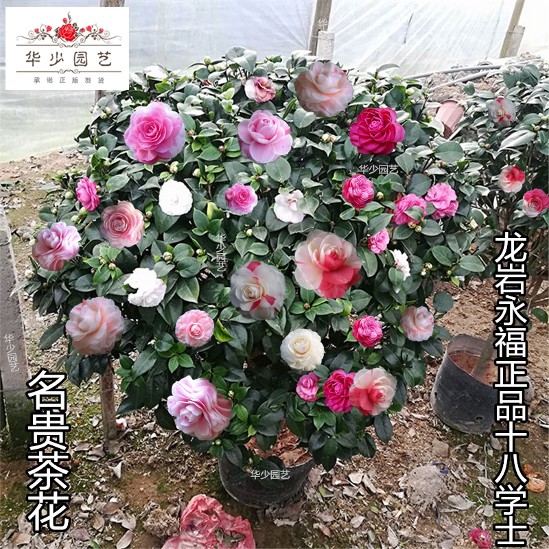 十八学士茶花盆栽带花苞稀有粉白色彩底四季18好养的金边树苗庭院