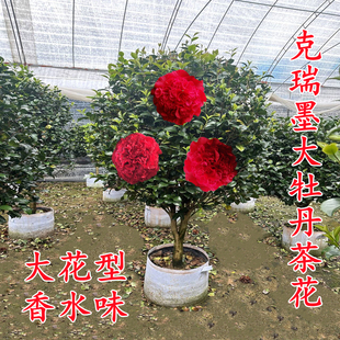 克瑞墨茶花盆栽树苗大颗红色香妃牡丹带香味巨型阳台花卉植物庭院