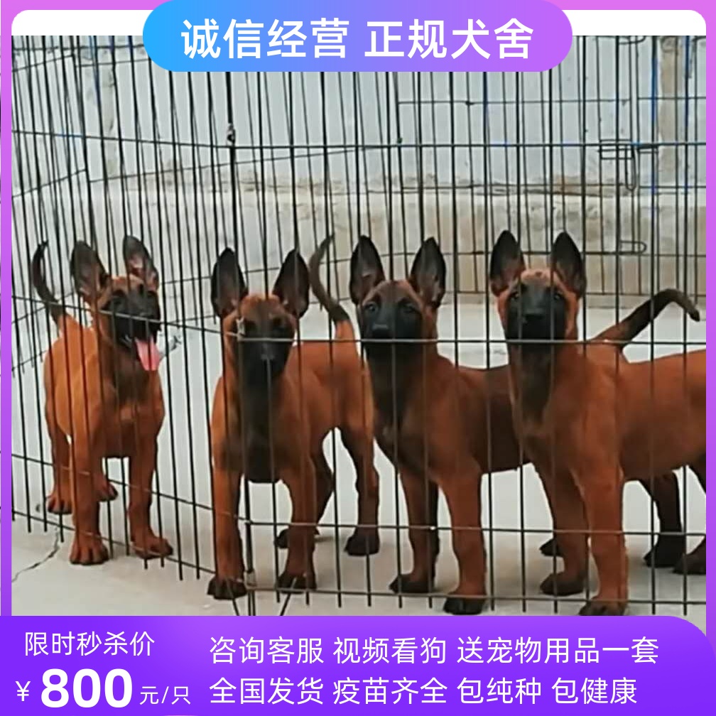 德牧出售纯种活体马犬宠物狗狗