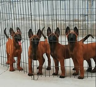 出售纯种马犬活体宠物狗狗黑马犬幼犬红马犬德牧幼犬警犬牧羊犬